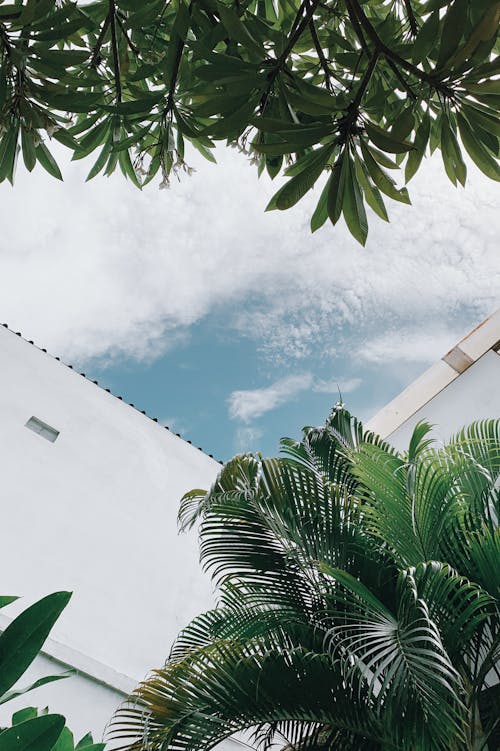 Blue Sky and Green Tropical Palm Trees