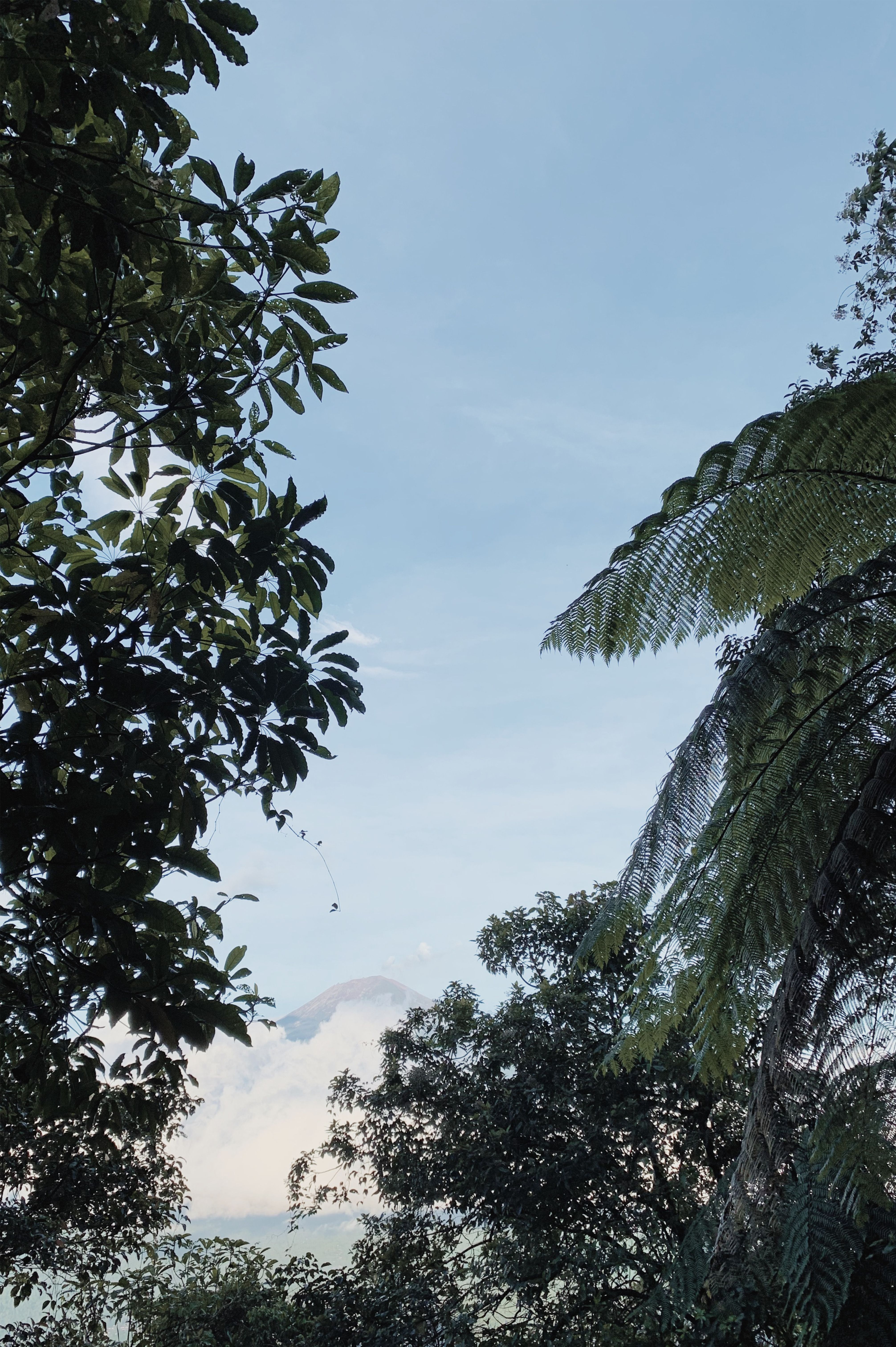 Green Trees Under Blue Sky · Free Stock Photo