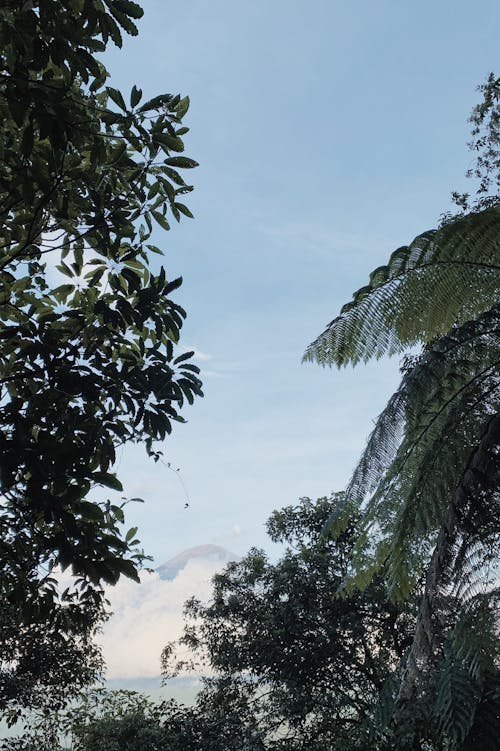 垂直ショット, 木, 空の無料の写真素材