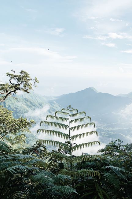 Lush green fern set against a breathtaking mountain landscape enveloped in mist, evoking tranquility and wilderness.