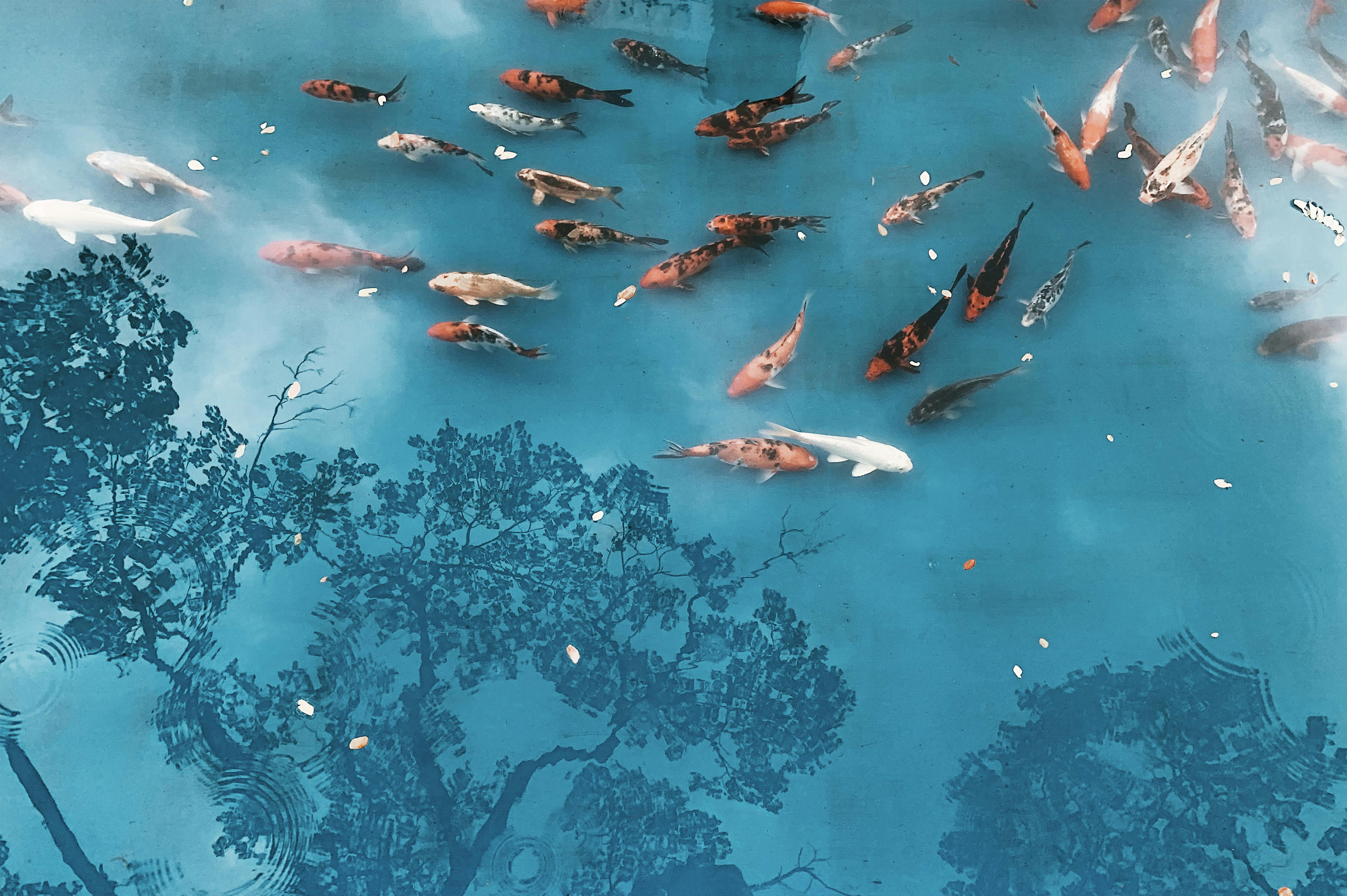 Serene koi fish pond with vibrant reflections of trees and a clear blue hue.