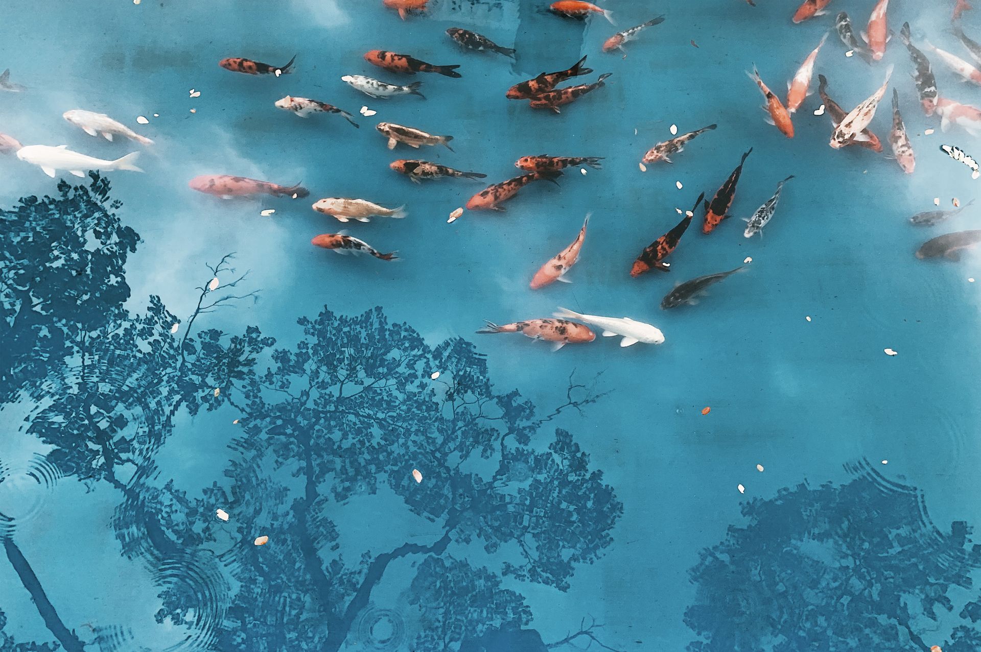 Fish in a Pond
