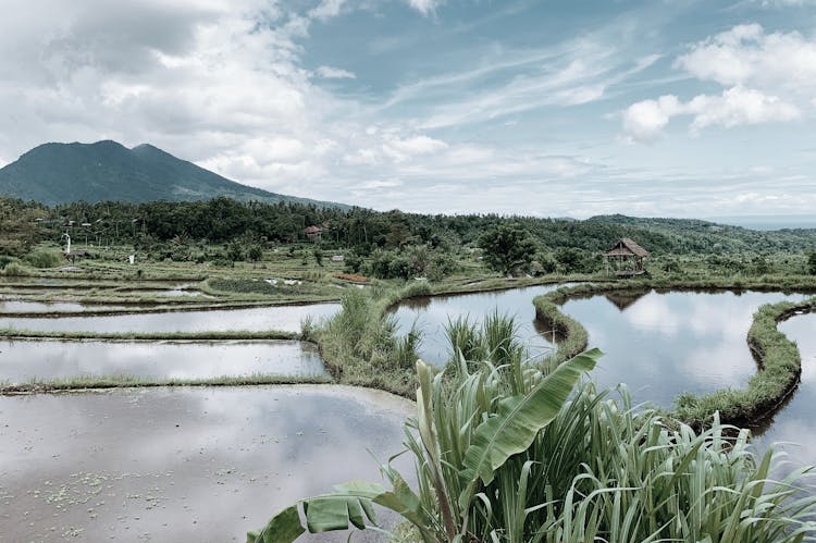 Water On Rice Fields