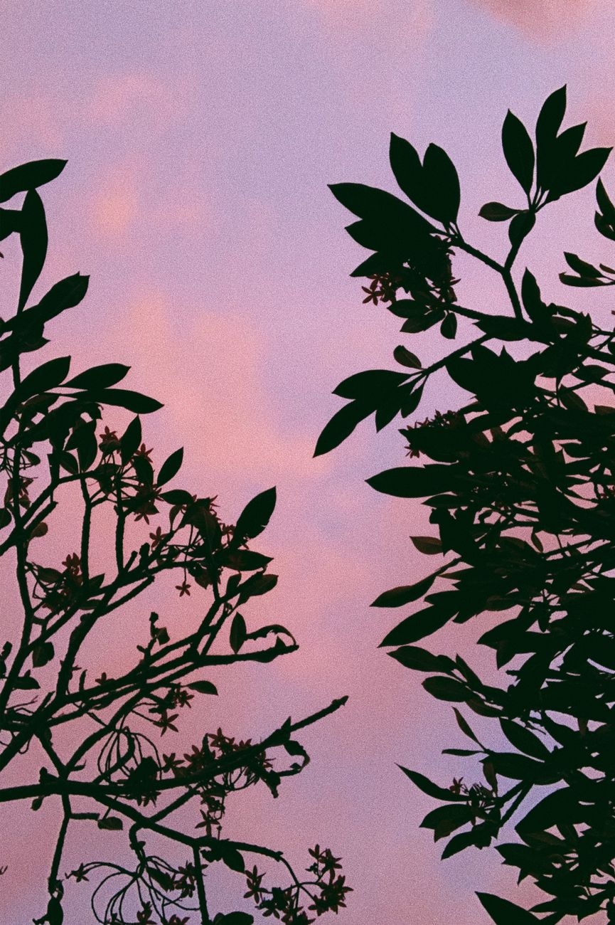 Silhouette of tree branches with leaves and flowers against a vibrant pink sky during sunset.