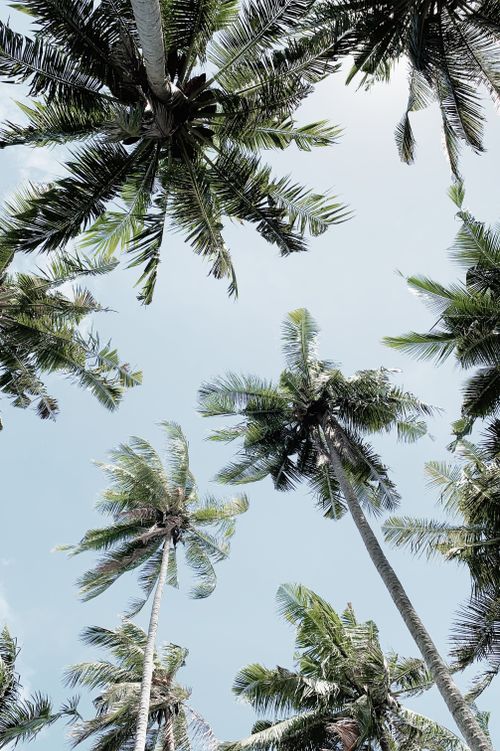 Free Low angle view of palm trees with blue sky background creating a tropical feel. Stock Photo