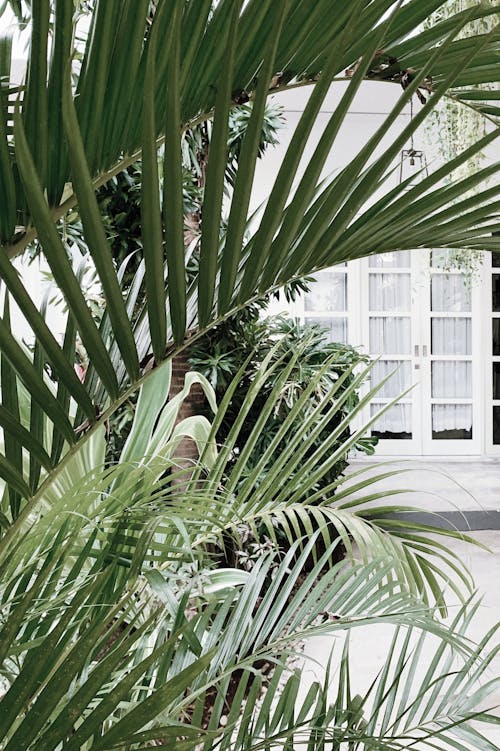 Palms on the Patio of a House