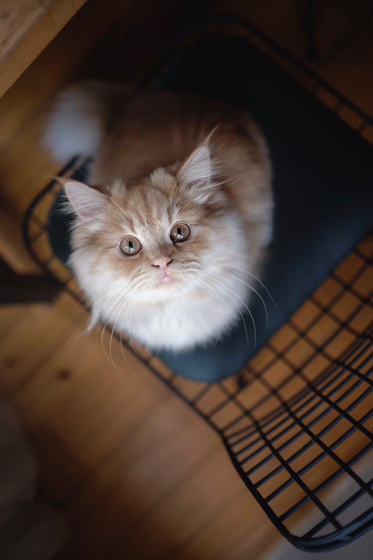 Cute Cat Sitting On Chair