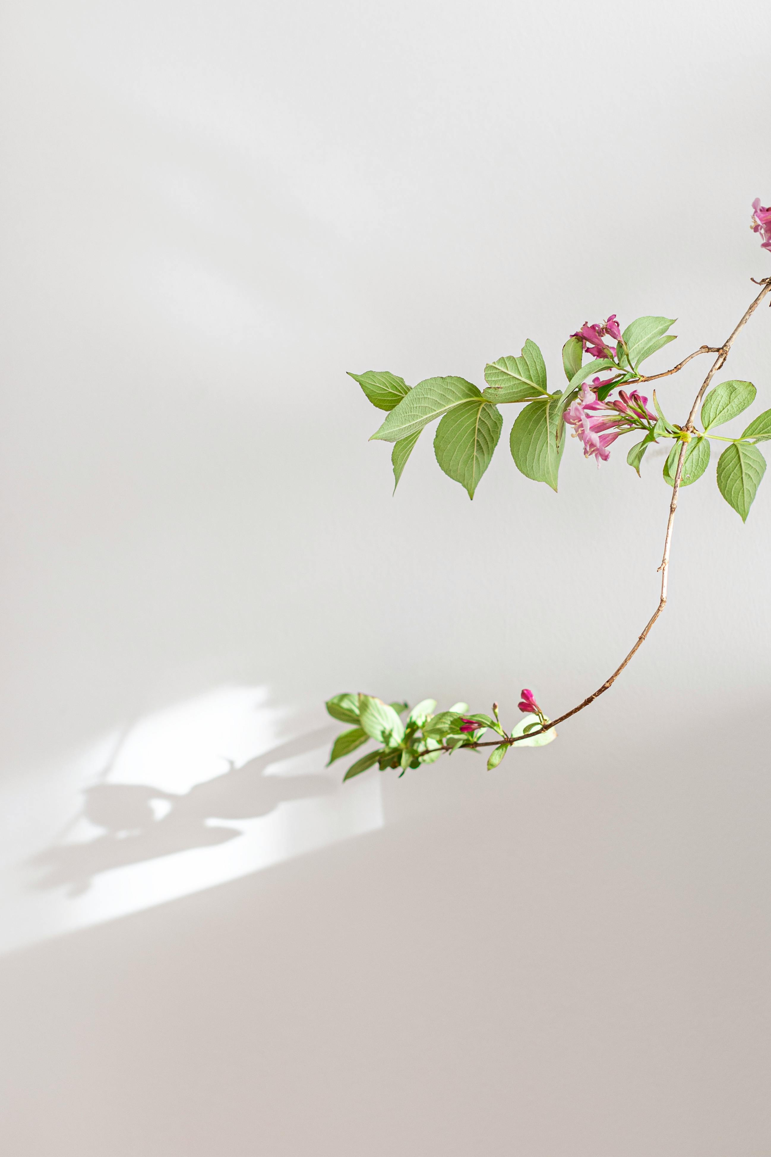 Artistic shot of a floral branch with pink blossoms on a white background, showcasing minimalism.