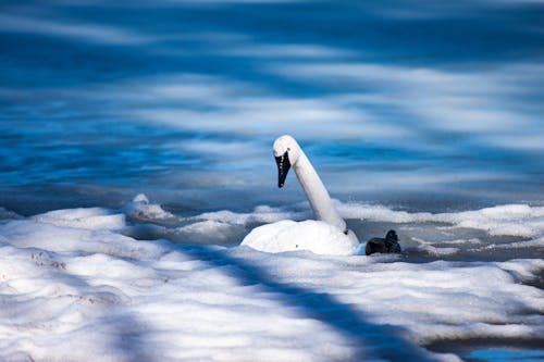 白鳥, 鳥の無料の写真素材