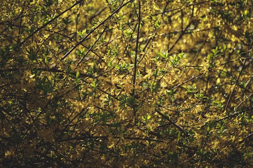 Бесплатное стоковое фото с ботаника, ботанический, ветвь