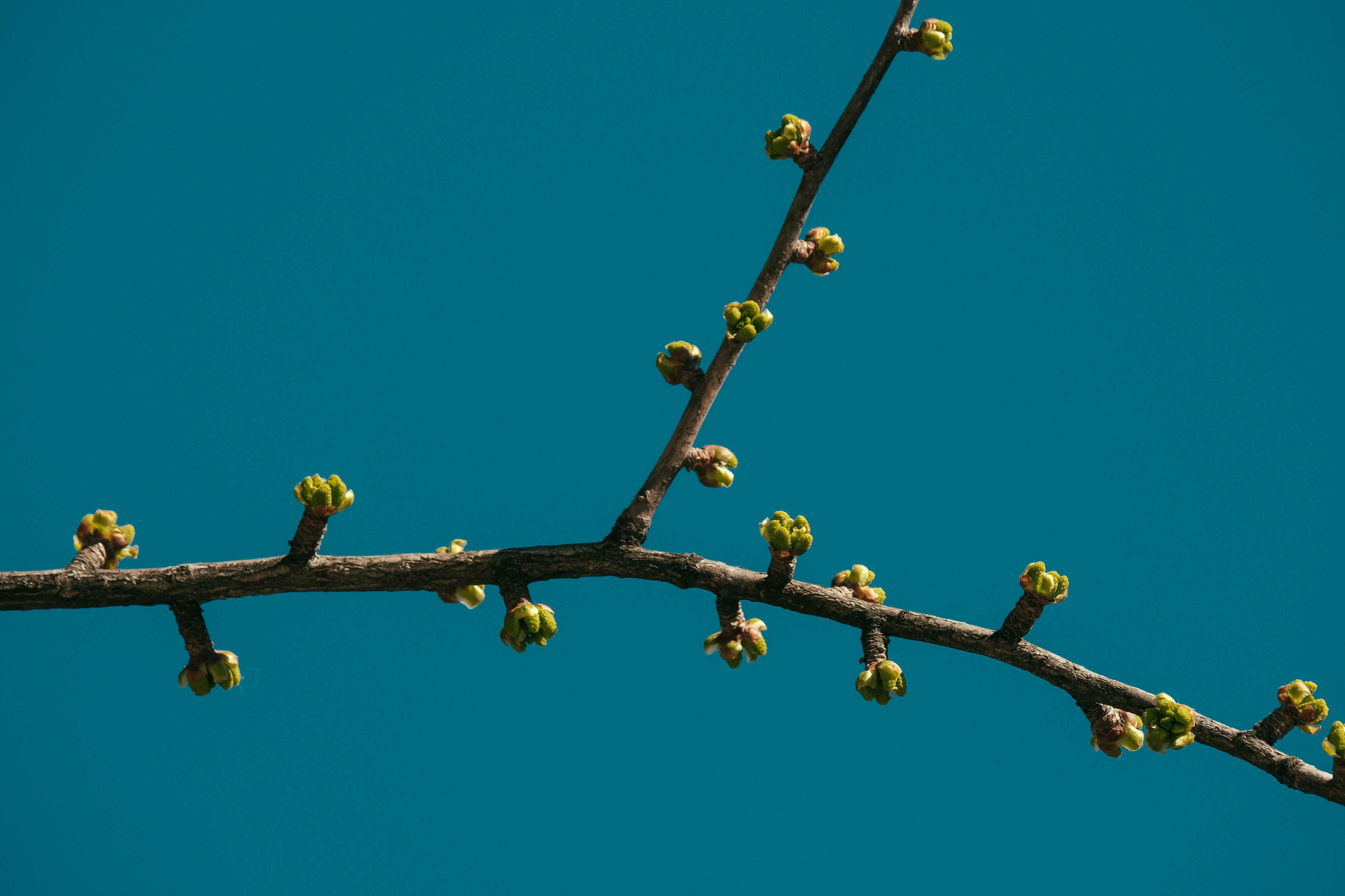 tree branch with small buds