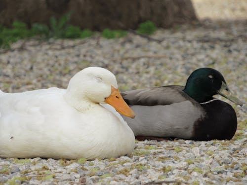 Darmowe zdjęcie z galerii z góry, kaczki, piękna natura