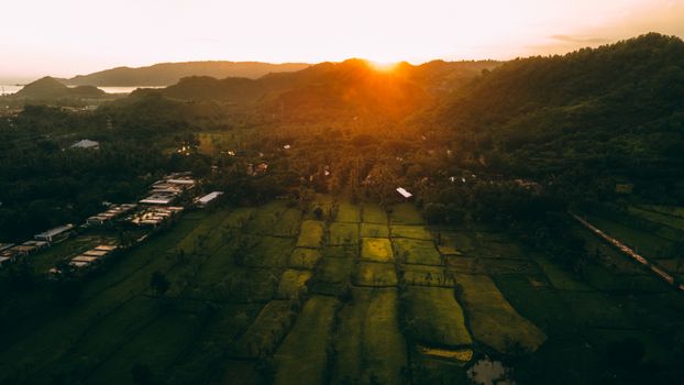 A stunning aerial view of lush rice fields in Indonesia at sunrise, capturing the vibrant landscape.