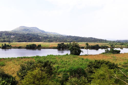 A Green Trees Near the Lake Under the White Sky