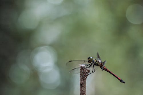 Free A Close-up Shot of a Dragonfly on a Tree Branch Stock Photo