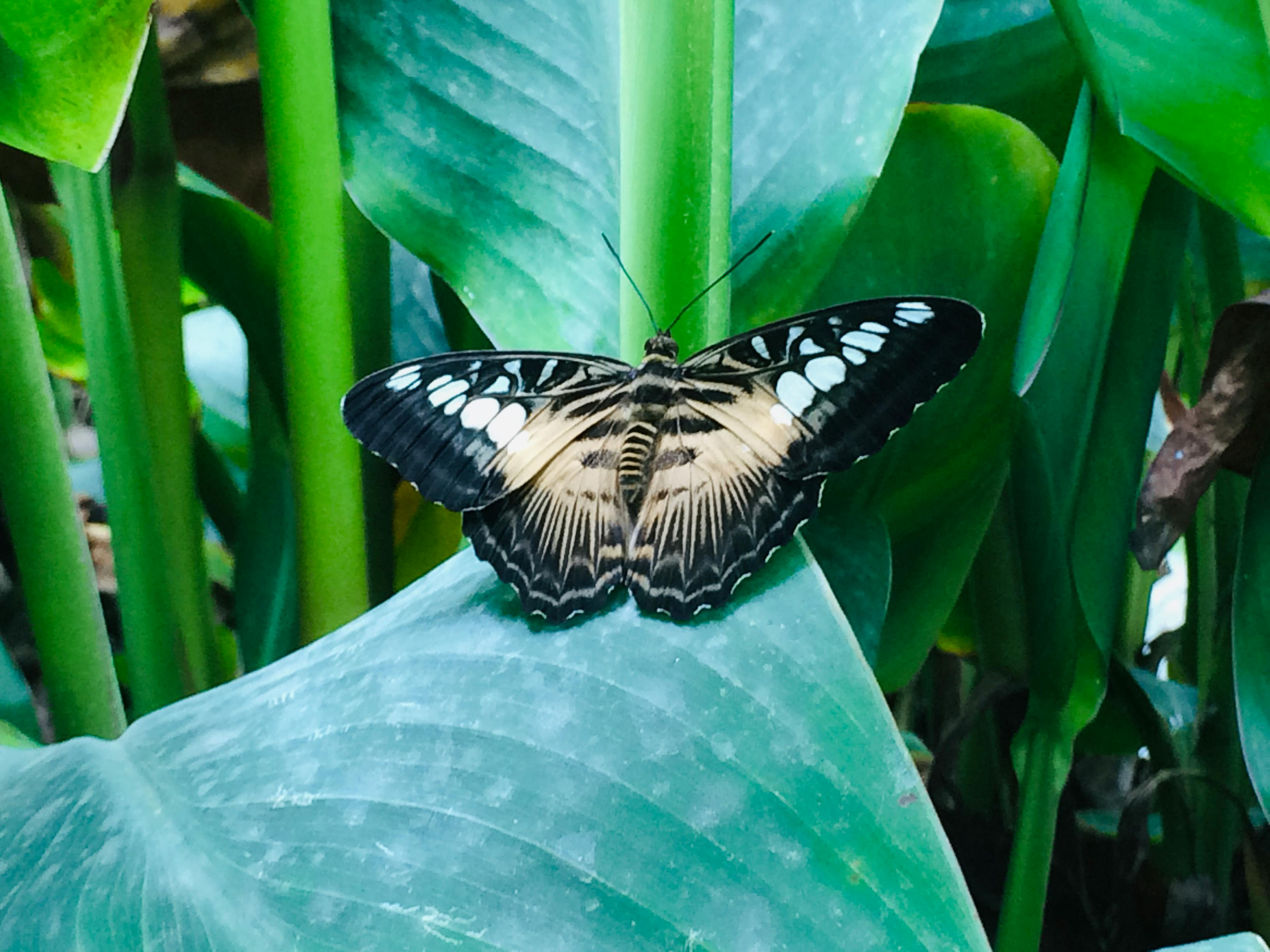 Future phone technology