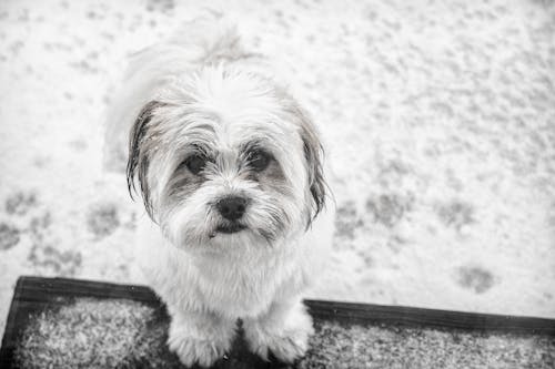 Foto In Scala Di Grigi Di Shih Tzu