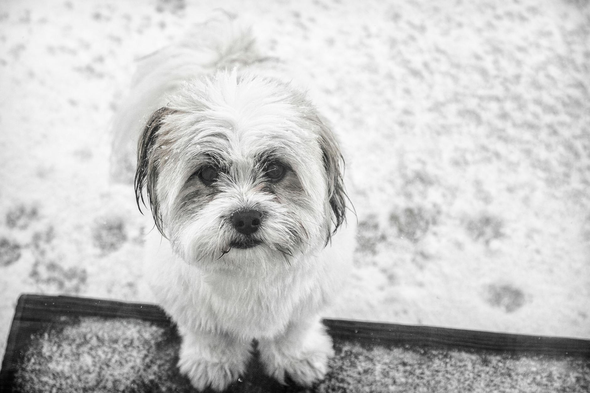 Havanese