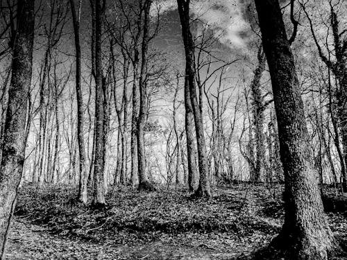 免费 高大的树木的灰度照片 素材图片
