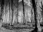 克罗地亚秋天雾林的黑白照片，宁静而优美