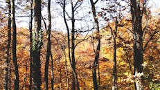 克罗地亚萨格勒布的秋季森林景观迷人，树叶充满活力，树木沐浴在明媚的阳光中