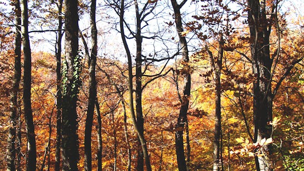 克罗地亚萨格勒布的秋季森林景观迷人，树叶充满活力，树木沐浴在明媚的阳光中