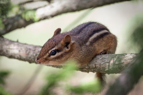 Brown Squirrel on Branch of Tree