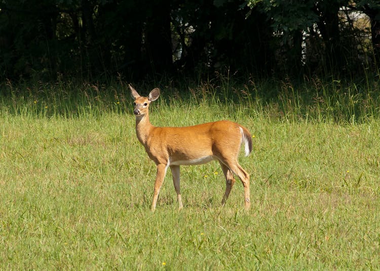 Brown Deer