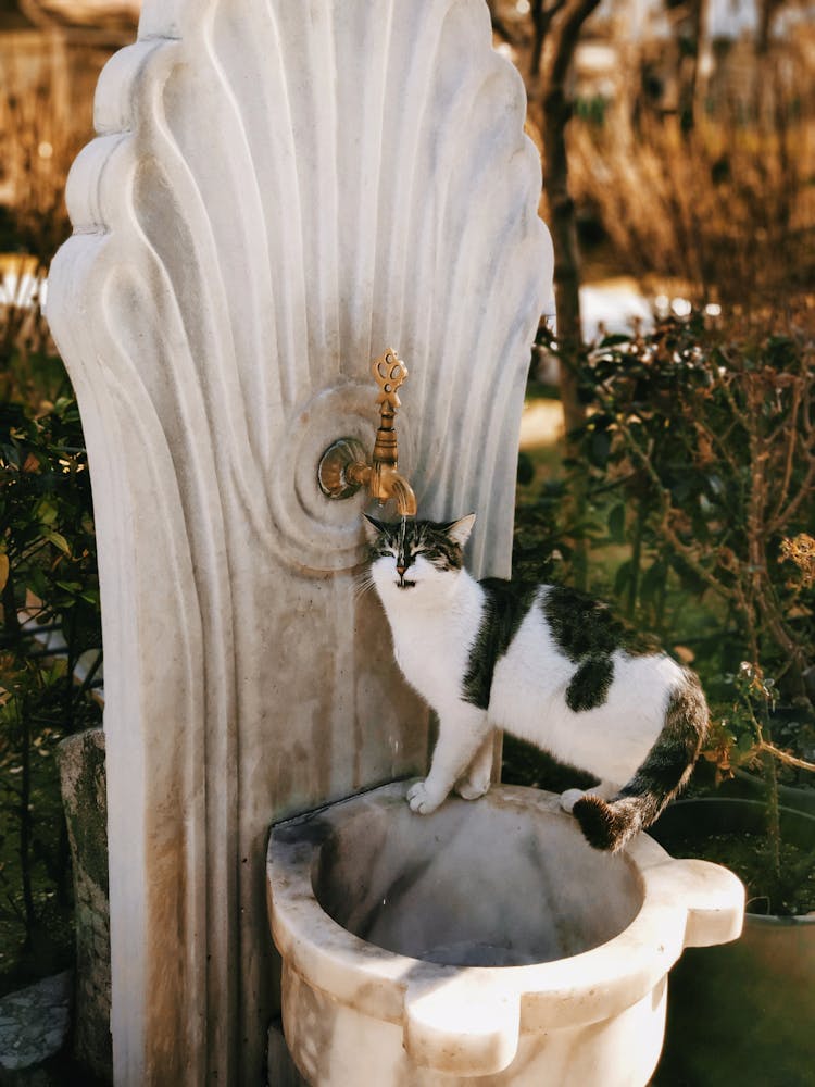 Cat Drinking Water From A Public Water Fountain 