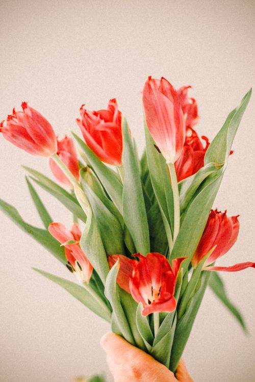 Free Bright red tulips with lush green leaves held up against a soft neutral backdrop, capturing the essence of spring. Stock Photo