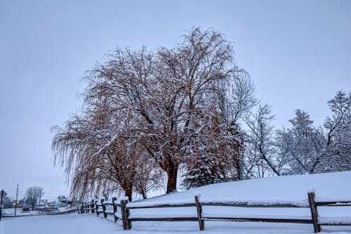 Imagine de stoc gratuită din anotimp, copaci fără copaci, copaci goi