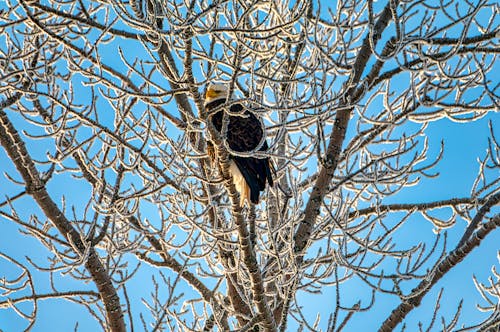 Eagle on Tree