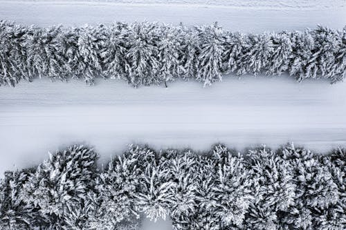 Imagine de stoc gratuită din acoperit de zăpadă, alb-negru, anotimp