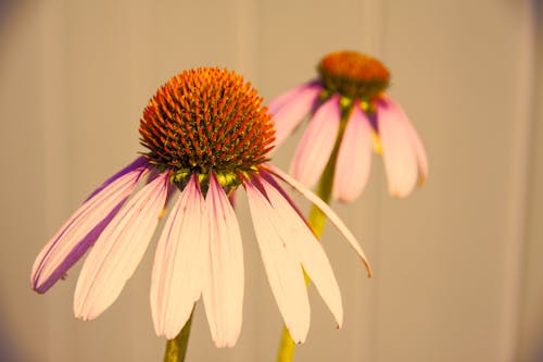 Beyaz Mor Petaled çiçeğin Seçmeli Odak Fotoğrafı