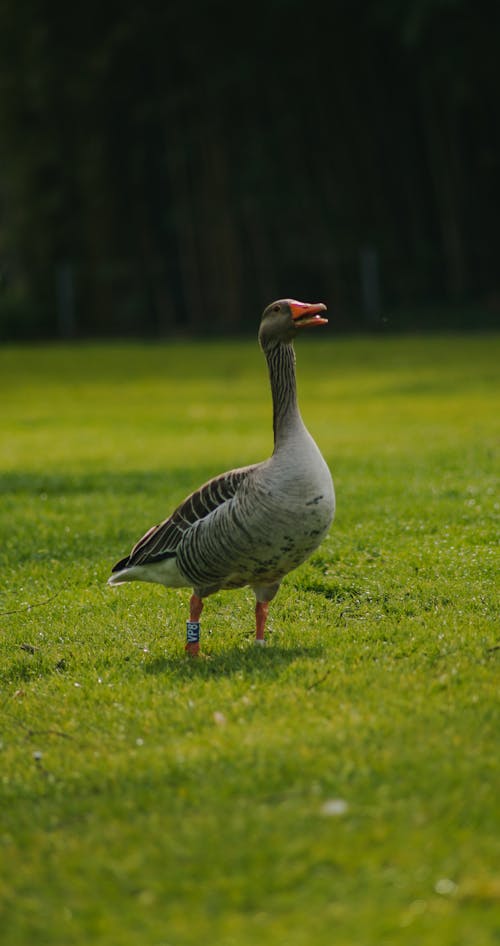 Gray Duck on Green Grass 
