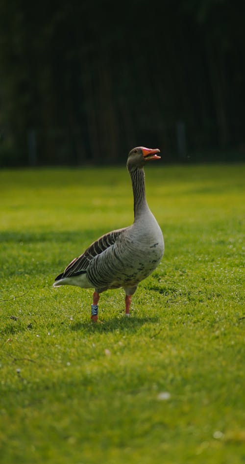 Základová fotografie zdarma na téma divočina, divoký, fotografování zvířat