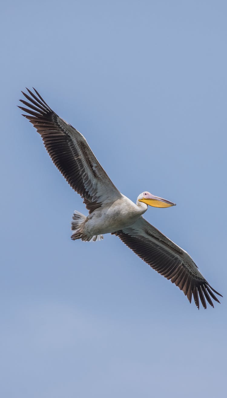 Photo Of A Pelican Flying