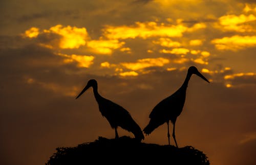 Silhouette of Storks