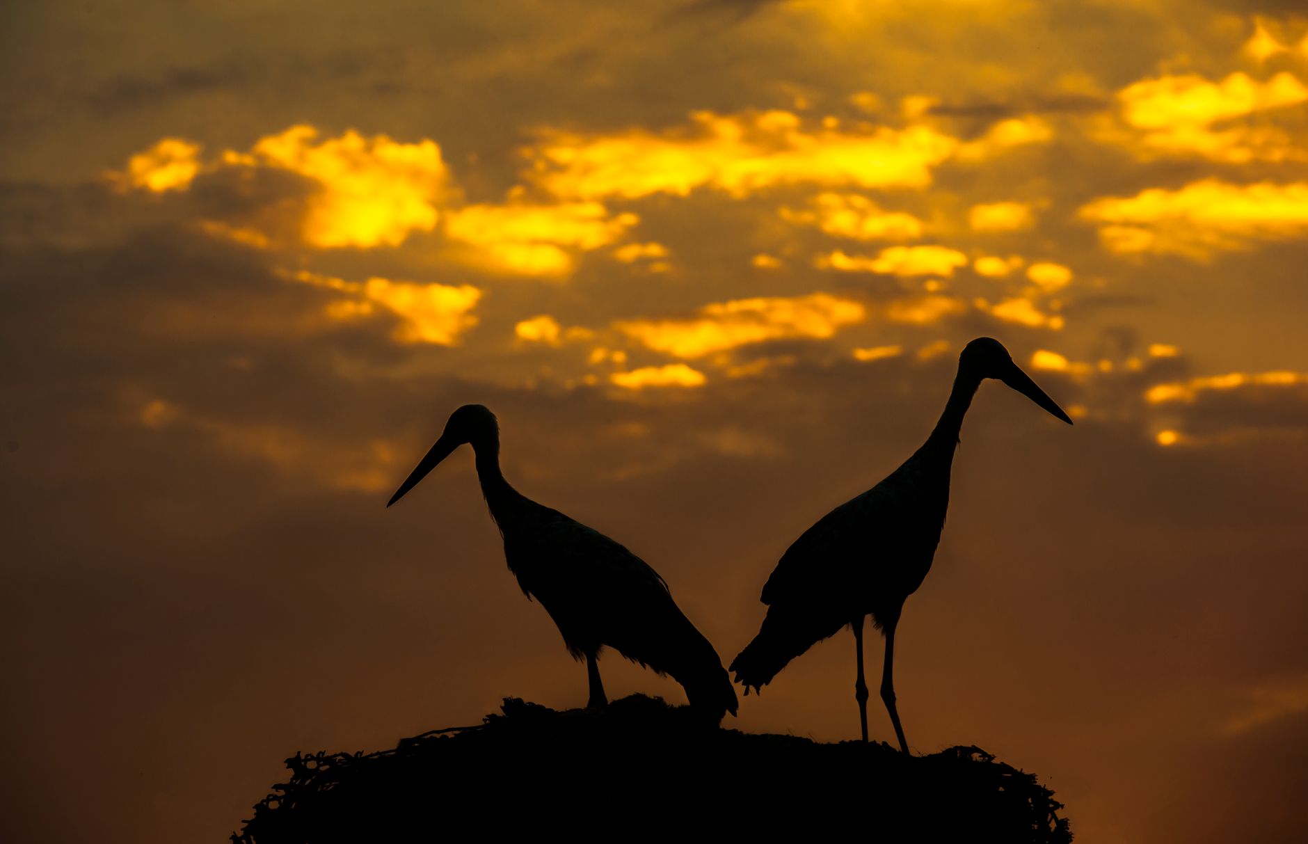 Silhouetted storks stand against a vivid sunset in Mahabad, Iran.