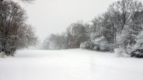 Free stock photo of winter