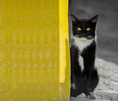 eyse, 고양이, 노란색의 무료 스톡 사진
