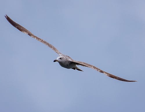 Free stock photo of animal, bird, blue