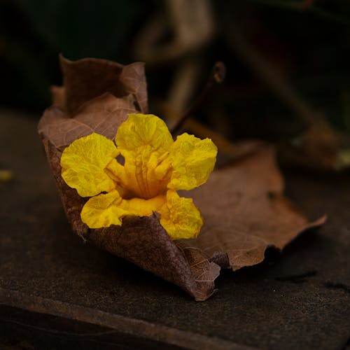 Free Yellow Flower on a Dry Leaf Stock Photo