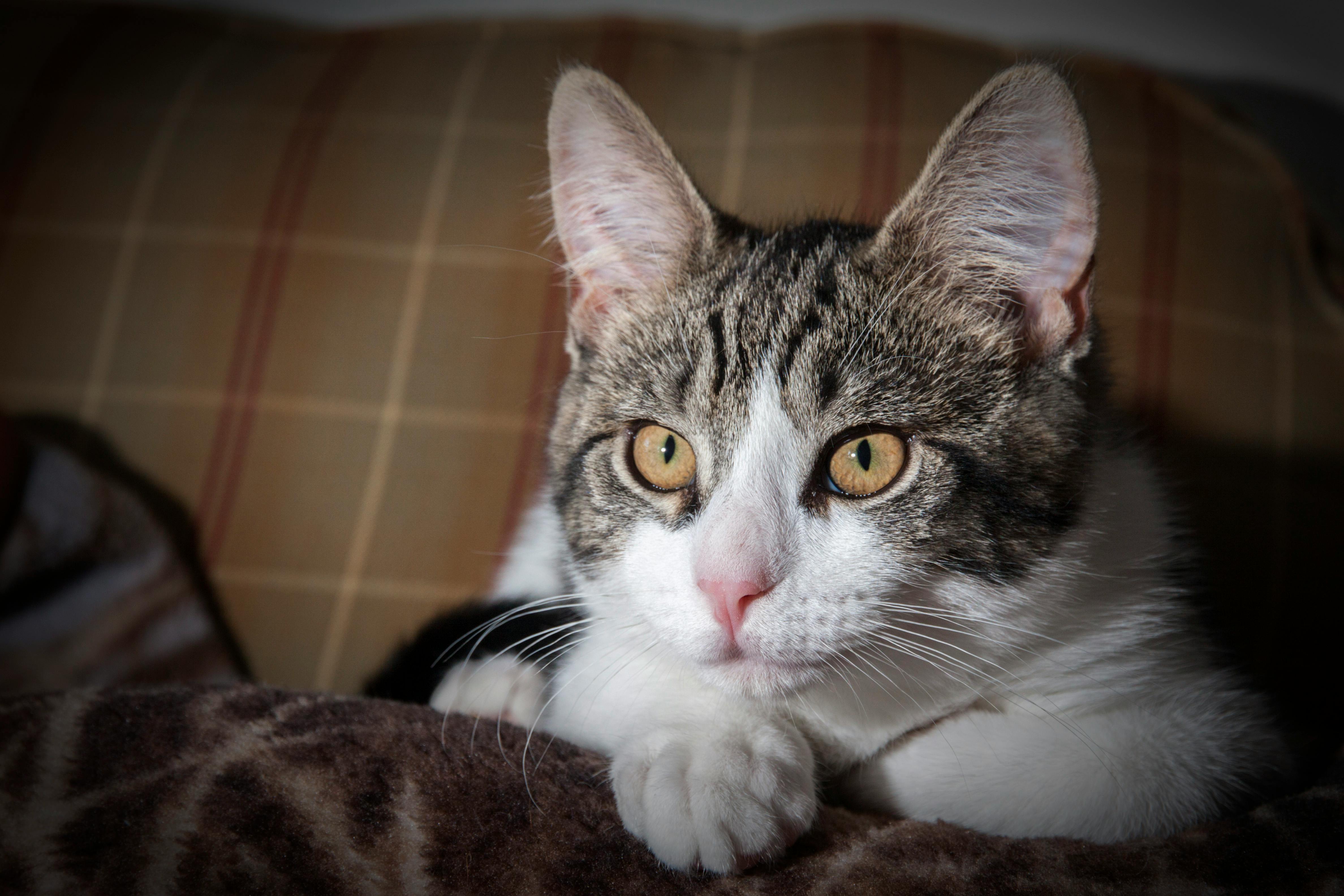 black and gray tabby