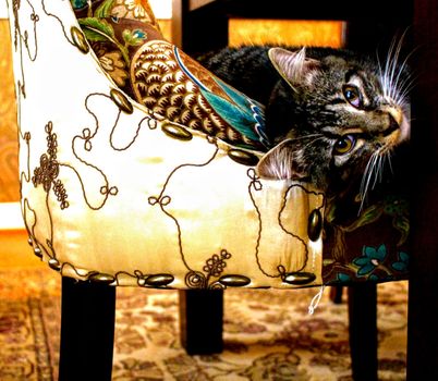 一只好奇的虎斑猫从一把色彩鲜艳、有图案的椅子后面偷看室内