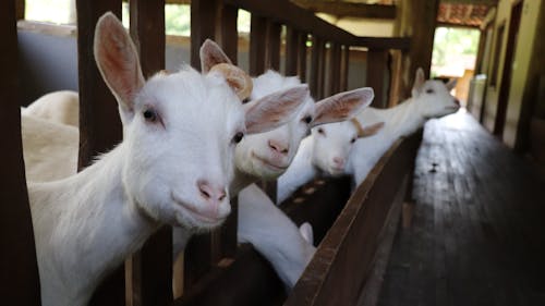 Close Up Photo of White Goats