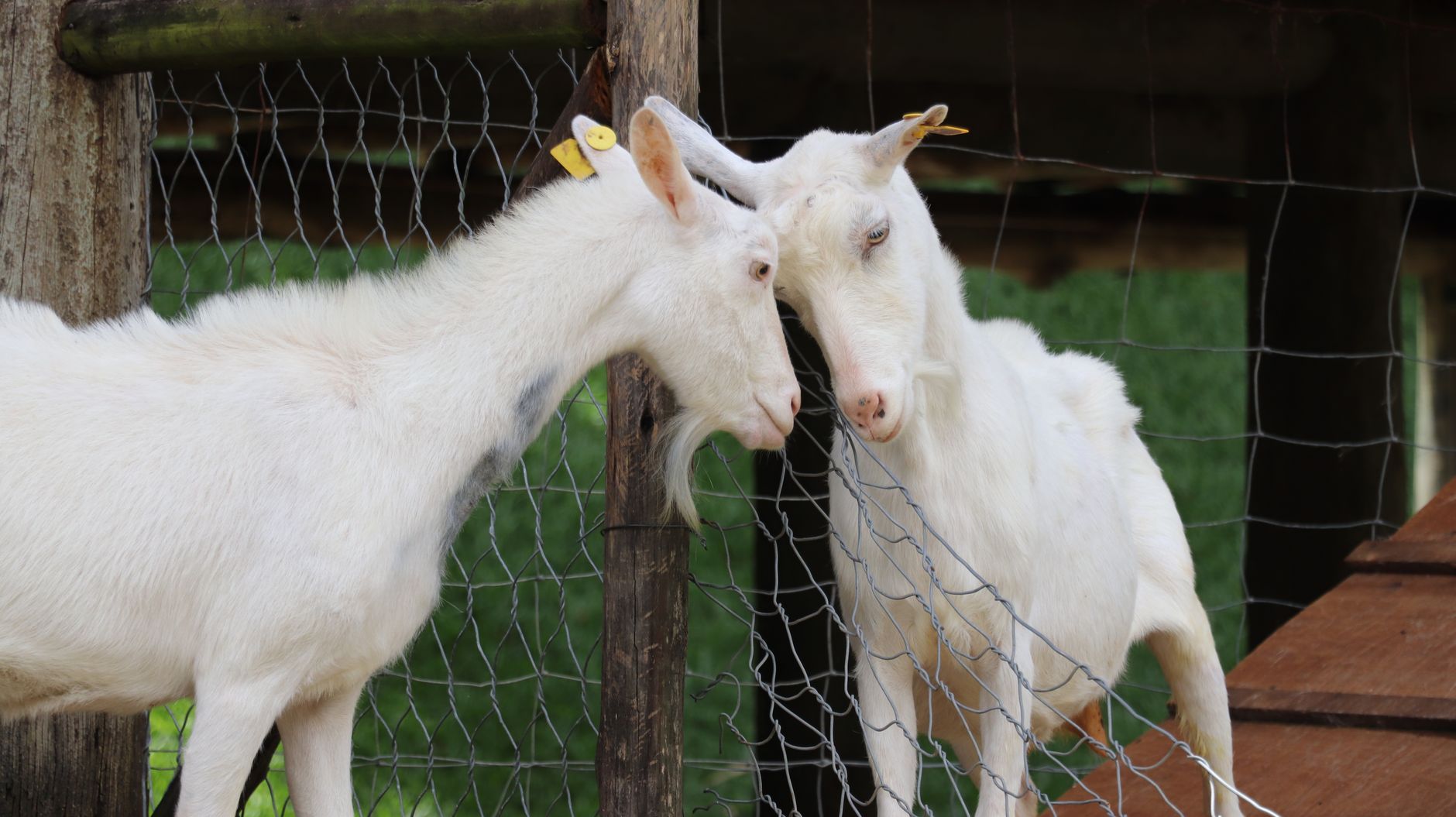 Portrait of a goat at a veterinary clinic