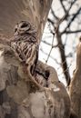 Brown and White Owl Perched on Tree Branch
