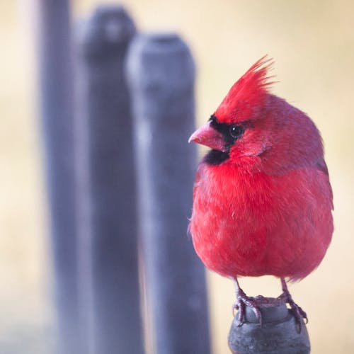 Free stock photo of cardinal