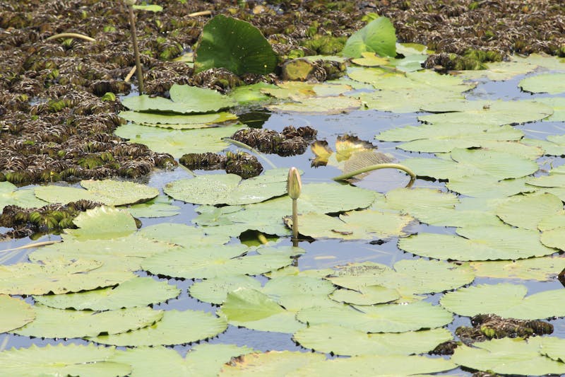 Electrod grafit pentru matrițe